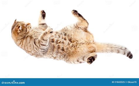 falling tabby cat isolated  white stock image image  lying