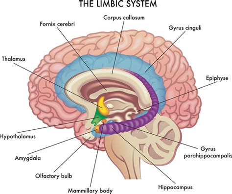limbisches system aufbau funktion krankheiten medlexide