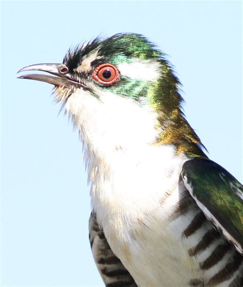 diederik cuckoo chrysococcyx caprius borakalalo national flickr