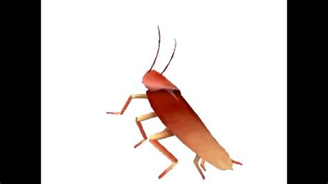 cockroach dancing youtube