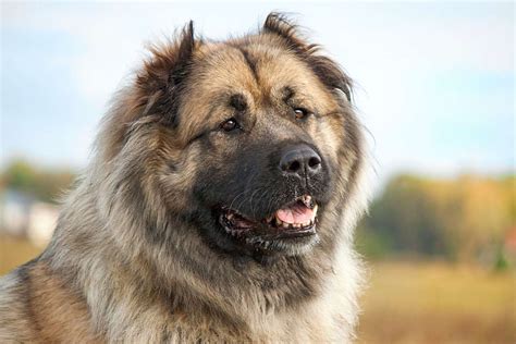 caucasian shepherd caucasian ovcharka dog breed information