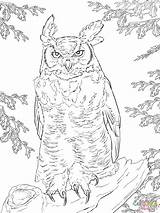 Owl Coloring Horned Realistic Great Pages Drawing Printable Barn Supercoloring Falcon Drawings Owls Dot Work Paper Silhouettes sketch template