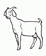 Goat Coloring Pages Kids Wild Animal Drawing Goats Colouring Sheet Line Clipart Printable Color Clip Boer Printables Female Pygmy Animals sketch template