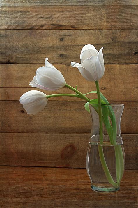 White Tulips In Glass Vase Photograph By Kim Hojnacki