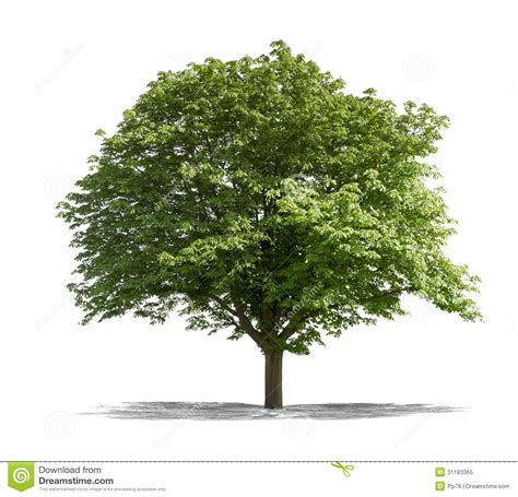 green tree   white background stock image image  green life