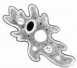Amoeba Clipart Cliparts Clip Driverlayer Gif Engine Search Favorites Add Library Clipground sketch template