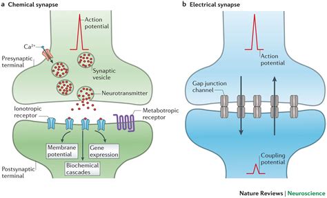 neural inhibition  synaptic information  aycha kurtulush medium