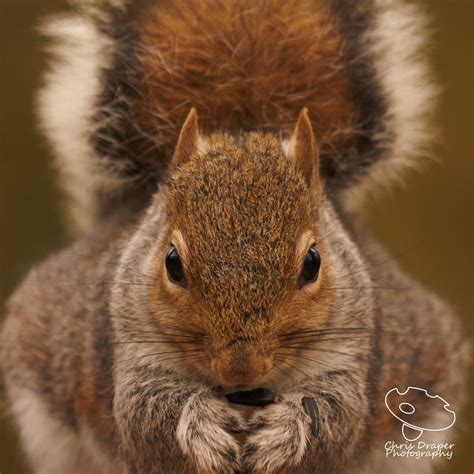 flickriver wwwchrisdraperphotographycoms  tagged  squirrel