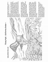 Coloring Condor California Print Animal 980px 75kb sketch template