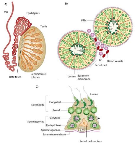 organization   testis   cross section   testis