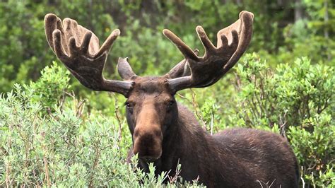 ontarios moose population  threat environment report   working forest