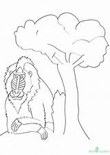 Monkey Coloring Mandrills Pages Parentune Worksheets sketch template