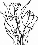 Drawing Tulips Tulip Pencil Outline sketch template