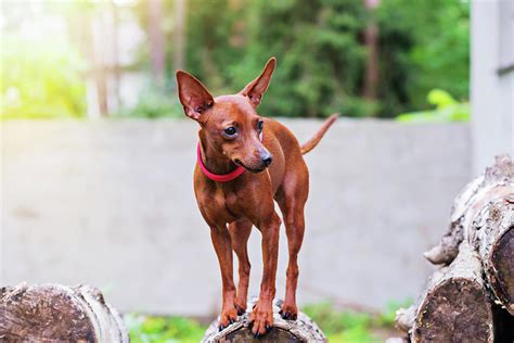portrait  red miniature pinscher dog  photograph  beautiful  pixels