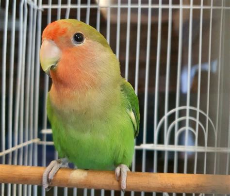 Rehoming Selling Male Green Peach Faced Lovebird In Singapore