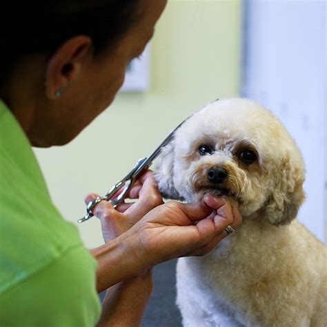 services happy paws pet grooming small dog grooming st augustine