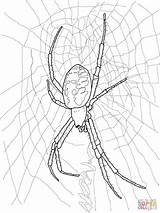 Spider Ausmalbild Widow Wespenspinne Ausmalbilder Redback Creepy Spiders Ausdrucken Spinne sketch template