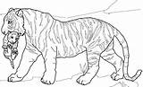 Tiger Coloring Pages Lion Cub Tigers Adult Bengal Cubs Mandala Realistic Sea Baby Print Drawing Printable Color Lions Kids Getdrawings sketch template