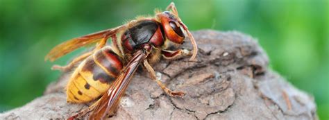 facts  hornets ehrlich pest control