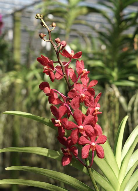 mokara dinah shore red kultana orchids
