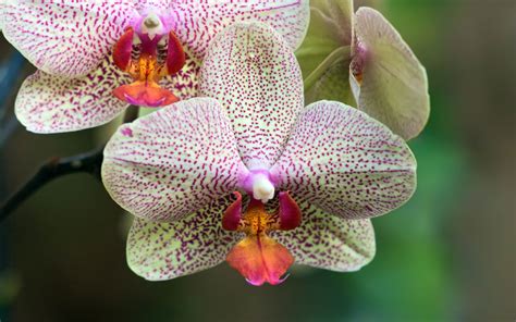 orchid flowers flowerinfoorg