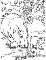 Hippo Coloring Hippopotamus sketch template