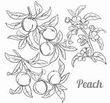 Peach Peaches Melocotones sketch template