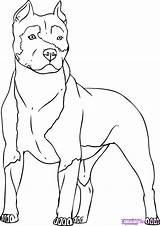 Pitbull Coloring Pages Dog Color Printable Drawings Dogs Puppies Print Step Pitt sketch template