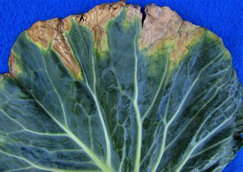 black rot  cabbage   crucifers vegetable pathology long island horticultural