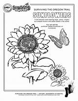 Oregon Sunflowers Vowel Surviving Seeds Worksheeto Cursive sketch template