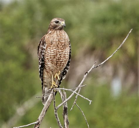 red shouldered hawk pic  today