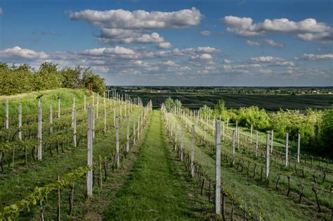 winnica nad jarem zaplanuj swoj wyjazd  maszwolnepl