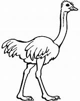 Ostrich Coloring Pages Drawing Kids Clipart Printable Emu Preschool Color Ostriches Colouring Olive Animal Flower Cartoon Sheets Drawings Cartoons Bird sketch template