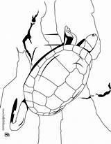 Tortoise Coloring Tartaruga Aldabra Gigante Ausmalen Designlooter Schildkr Griechische Hellokids sketch template