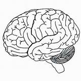 Brain Diagram Blank Human Drawing Labels Lobes Lateral Healthiack Getdrawings sketch template