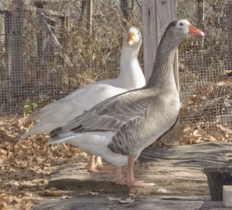 oregon mini geese blue auto sexing pair my mini geese keeping ducks oregon mini