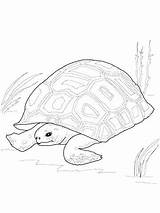 Tortoise Coloring Desert Getcolorings sketch template