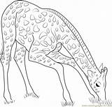 Giraffe Coloring Eating Grass Drawing Pages Coloringpages101 Getdrawings Color sketch template