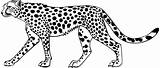 Cheetah Coloring Pages Animal Guepardo Dibujos Animales Big Drawings Drawing Guardado Desde Designlooter sketch template