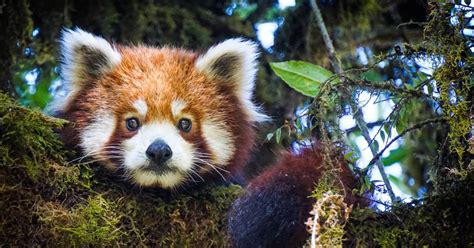 rode panda  de beste ontsnapper van de dierentuin hoeft maar een takje  te hellen en hij