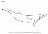 Minke Whale Mammals Tutorials sketch template