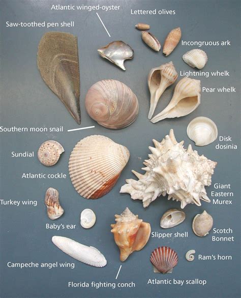 rare types  seashells