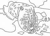 Cuttlefish Coloring Pages Kea Book Printable Template Categories Choose Board sketch template