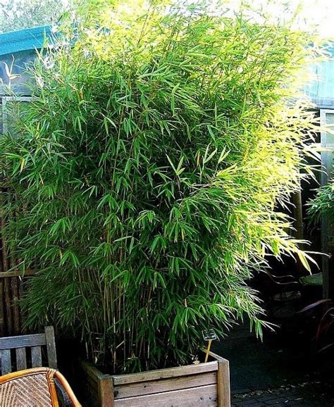 growing bamboo  pots growing bamboo bamboo