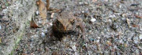 tiny frog wide  photo  freeimages