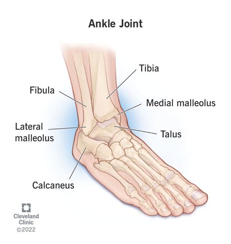 ankle anatomy   works