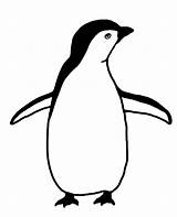 Penguin Clipart Penguins Clip Silhouette Drawing Transparent Baby Background Border Logo Pages Realistic Funny Color Using Enhance Its Arts Logodix sketch template