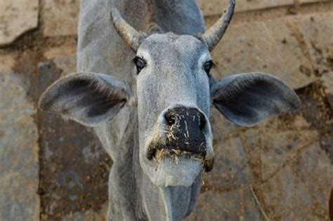 Man Arrested For Having Unnatural Sex With Cow At Ahmedabad News18 Bangla