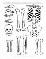 Skeleton Skeletal Human System Kids Body Coloring Cut Pages Model Outs Science Drawing Printable Simple Learning Students Children Paper Activities sketch template
