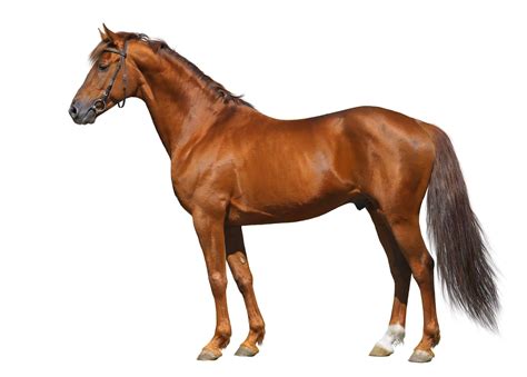 quiz   identify  parts   horse ihearthorsescom